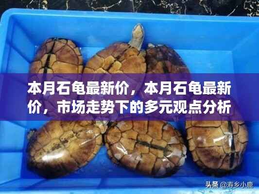 本月石龟最新价格走势分析,多元观点下的市场洞察