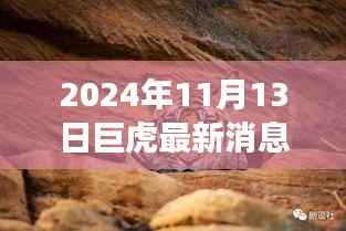 巨虎跃新天,学习力量与自信之光的蜕变——2024年11月13日最新消息