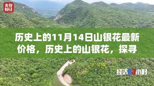 探寻山银花价格变迁背后的故事与影响,历史上的最新价格回顾(11月14日)