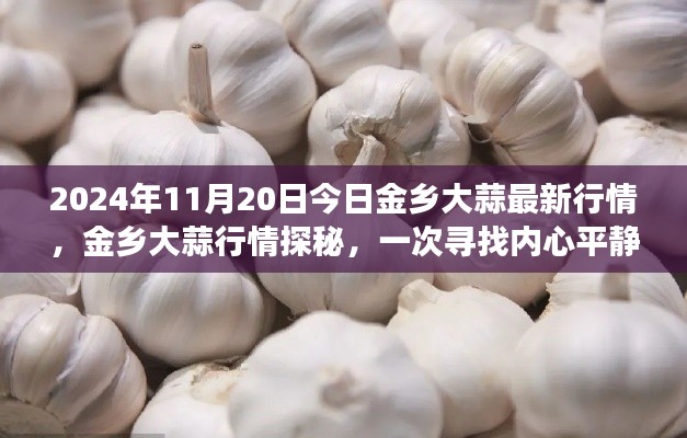 2024年11月20日金乡大蒜行情深度解析,绿色之旅探寻内心平静之路