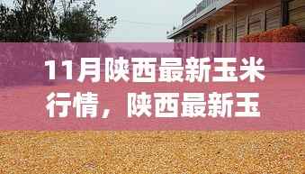 陕西玉米最新行情分析,市场动态、趋势展望与行情解读