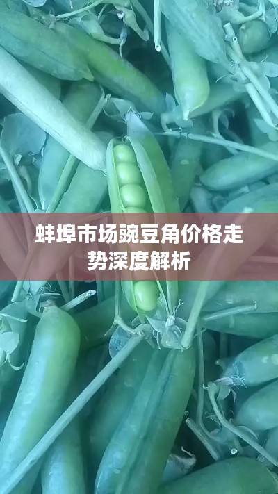 蚌埠市场豌豆角价格走势深度解析
