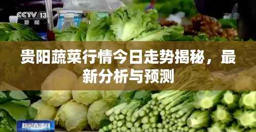 贵阳蔬菜行情今日走势揭秘,最新分析与预测