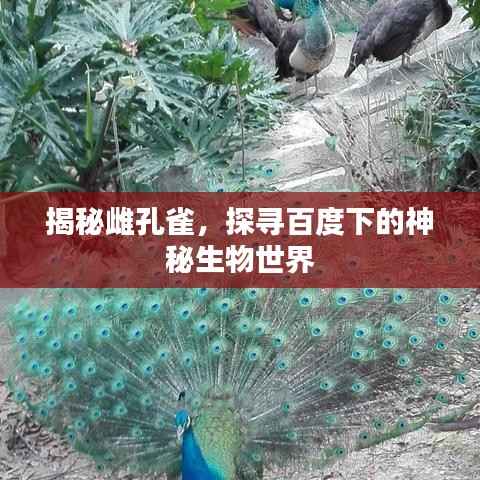 揭秘雌孔雀,探寻百度下的神秘生物世界