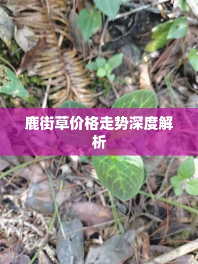 鹿街草价格走势深度解析